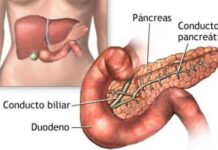 Estructura del páncreas