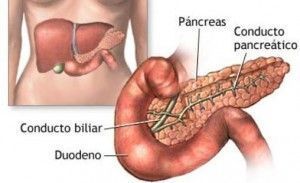 estructura del pancreas
