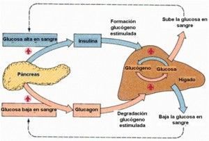funcion pancreas