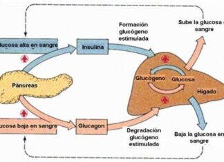 Funciones del páncreas