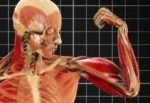 Lección 3: Varios conceptos básicos del cuerpo humano