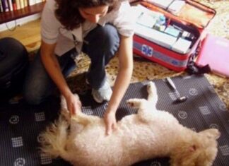 Fisioterapia veterinaria para perros