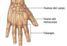 Anatomía de los dedos de la mano