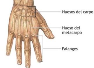 Anatomía de los dedos de la mano