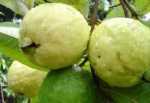 Aportes nutricionales de la guayaba en fisioterapia