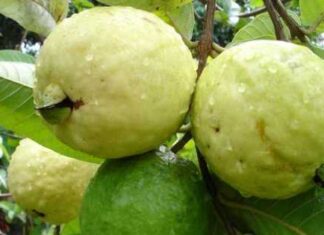 Aportes nutricionales de la guayaba en fisioterapia