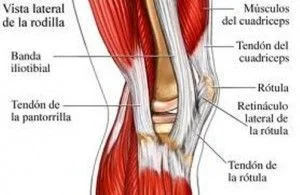 Músculos de la rodilla
