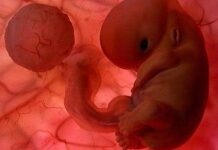 Estoy embarazada: consejos útiles para el primer trimestre