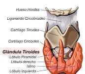 Operación para el tratamiento de los problemas de tiroides: 1ª parte