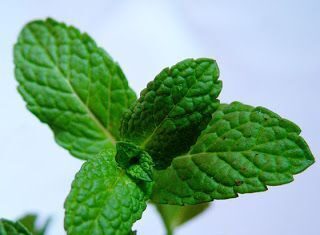 La menta para el intestino