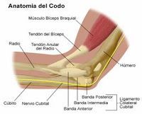 Codo de golfista: 1ª parte