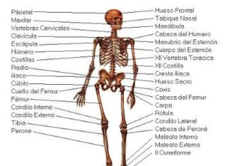 El Esqueleto Humano