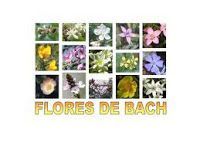 Flores de Bach