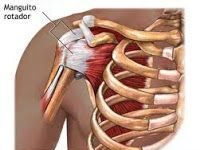 Anatomía del Manguito Rotador