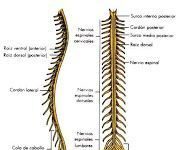 Fisioterapia y lesión medular