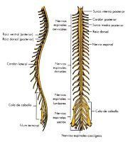 Fisioterapia y lesión medular