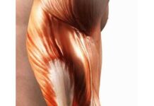 La Fisioterapia en un nervio dañado.