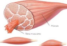 Regeneración del Tejido Muscular