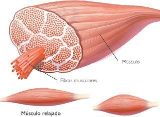 Regeneración del Tejido Muscular