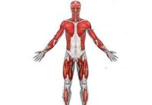 Cuadriplejía Perdida de fuerza de las extremidades