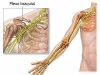 Las lesiones del plexo braquial: 1ª parte