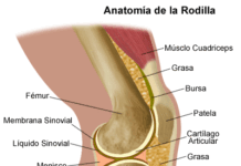 Las articulaciones. Sólidas o cavitadas