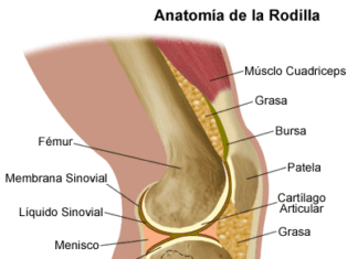 Las articulaciones. Sólidas o cavitadas