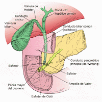 La Cirugía de la Vesícula Biliar (colecistectomía)