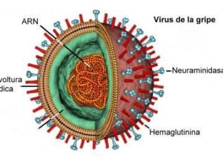 Gripe A (H1N1)