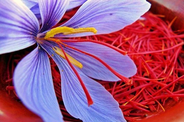 Sabes Cuales Son Hierbas Que Combaten El Insomnio1