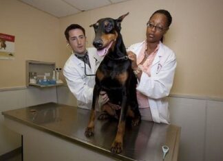 Fisioterapia ANIMAL