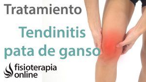 La TENDINITIS de la PATA DE GANSO