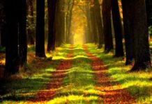 Qué es Un Baño de Bosque y Qué Beneficios Ofrece Qué es Un Baño de Bosque y Qué Beneficios Ofrece