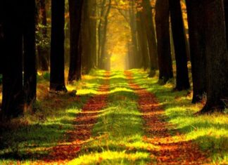 Qué es Un Baño de Bosque y Qué Beneficios Ofrece Qué es Un Baño de Bosque y Qué Beneficios Ofrece