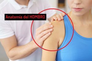 Anatomía del hombro