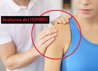 La Articulación del Hombro y sus Movimientos Anatomía del hombro