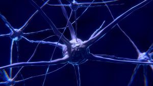 Conoce las funciones del sistema nervioso y su importancia