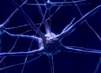 Conoce las funciones del sistema nervioso y su importancia Conoce las funciones del sistema nervioso y su importancia