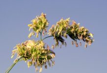 REMEDIOS CASEROS para la tos REMEDIOS CASEROS para la tos