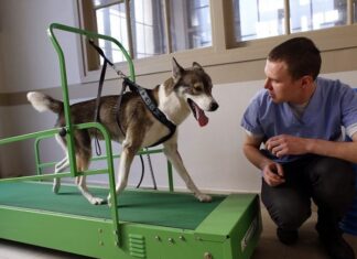 La importancia de la FISIOTERAPIA VETERINARIA para nuestras mascotas