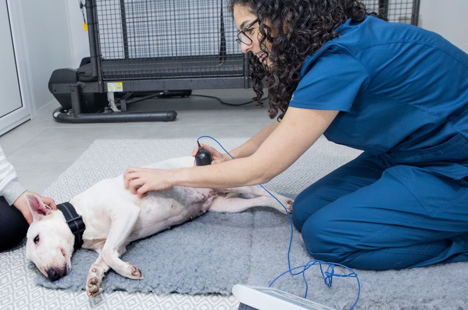 La importancia de la FISIOTERAPIA VETERINARIA para nuestras mascotas