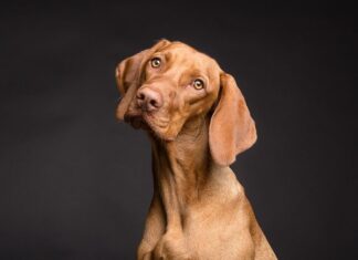La HERNIA DISCAL en perros La HERNIA DISCAL en perros