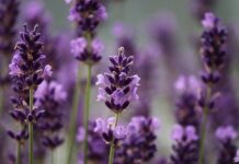 LAVANDA, sus efectos relajantes LAVANDA, sus efectos relajantes