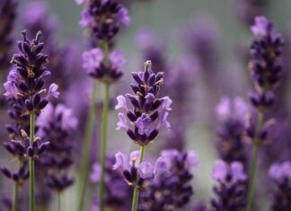 LAVANDA, sus efectos relajantes LAVANDA, sus efectos relajantes