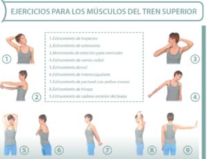 Estiramientos Musculos Tren Superior