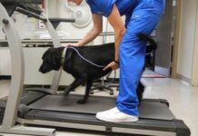 ¿Cómo ayudar a tus mascotas mediante la fisioterapia veterinaria?