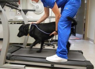 ¿Cómo ayudar a tus mascotas mediante la fisioterapia veterinaria?