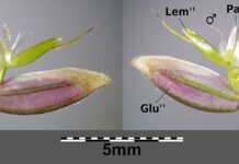 Pasto miel (Holcus lanatus): usos tradicionales y qué sabemos de sus efectos Fotografía de Holcus lanatus, gramínea conocida en algunos países como pasto miel, con inflorescencia visible.
