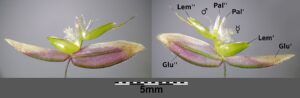 Fotografía de Holcus lanatus, gramínea conocida en algunos países como pasto miel, con inflorescencia visible.